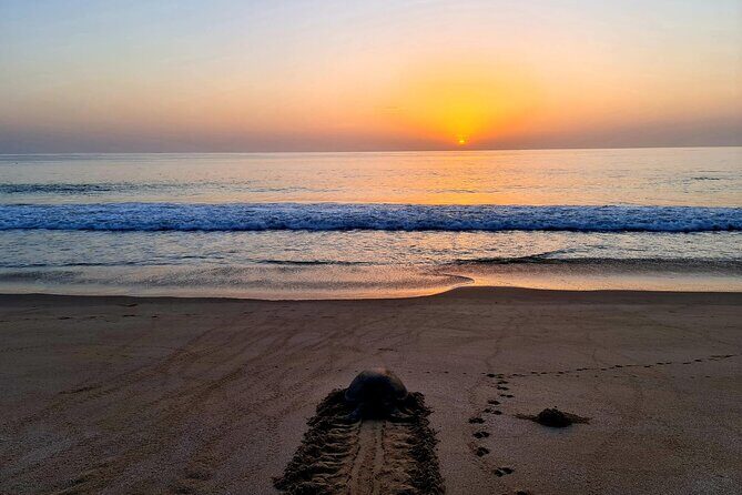Private Wadi Shab - Ras Al Hadd Overnight - 2 Days Tours - FAQs