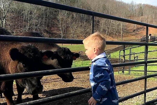 Private Walking Tour of a Real Working Cattle Ranch - Is This Tour Worth the Price?