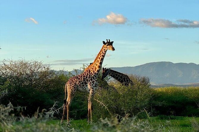 Private Walking Tour with Giraffes - Key Points