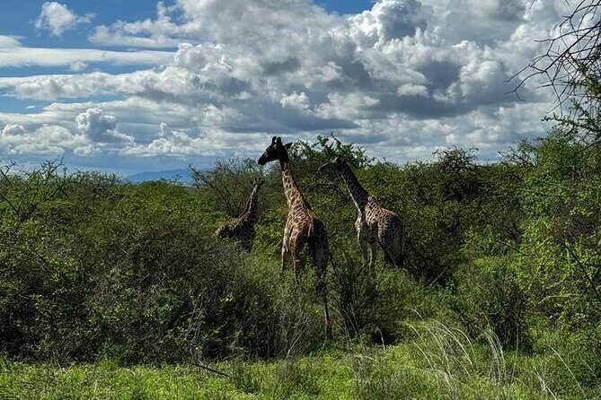 Private Walking Tour with Giraffes - Frequently Asked Questions