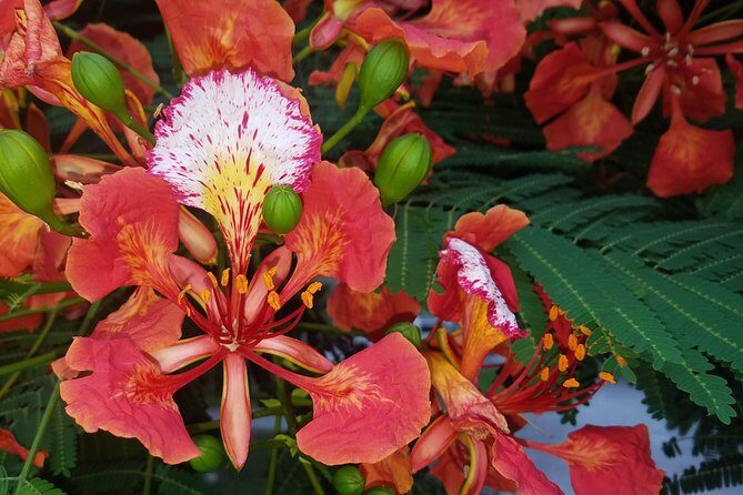 PRIVATE Welcome to Key West Walking Tour - Starting Point: Old Town Key West