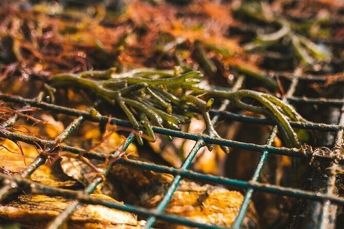 Private West Passage Oyster Tasting Aquaculture Tour - What to Expect at Each Stop