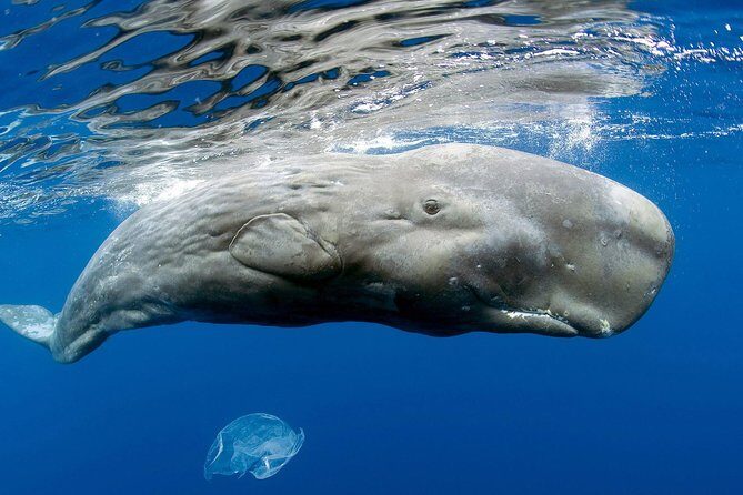 Private Whale and Dolphin Whale Watching Boat Tour - Key Points