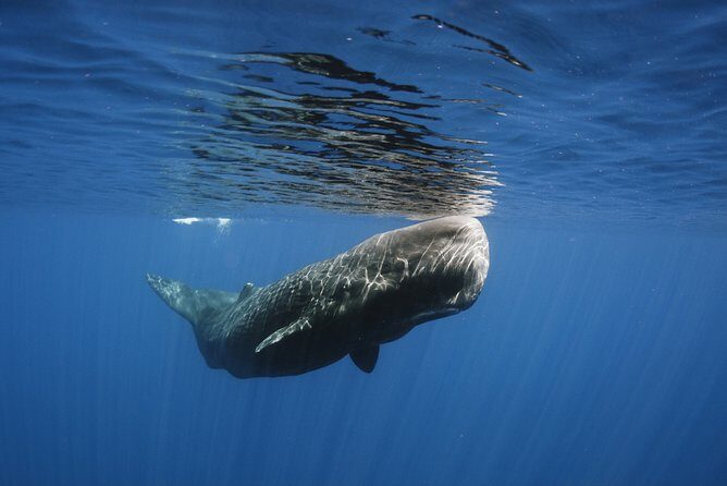 Private Whale and Dolphin Whale Watching Boat Tour - The Itinerary in Detail