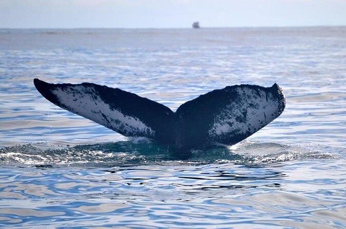 Private Whale and Dolphin Whale Watching Boat Tour - Pricing and Value Analysis