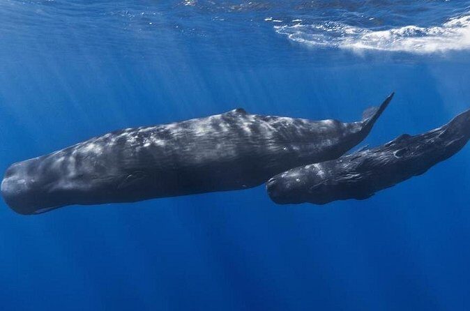 Private Whale and Dolphin Whale Watching Boat Tour - Frequently Asked Questions