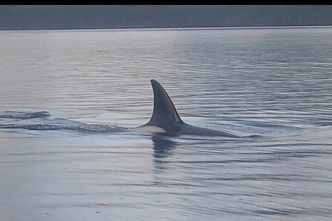 Private Whale and Wildlife Viewing - An In-Depth Look at the Tour