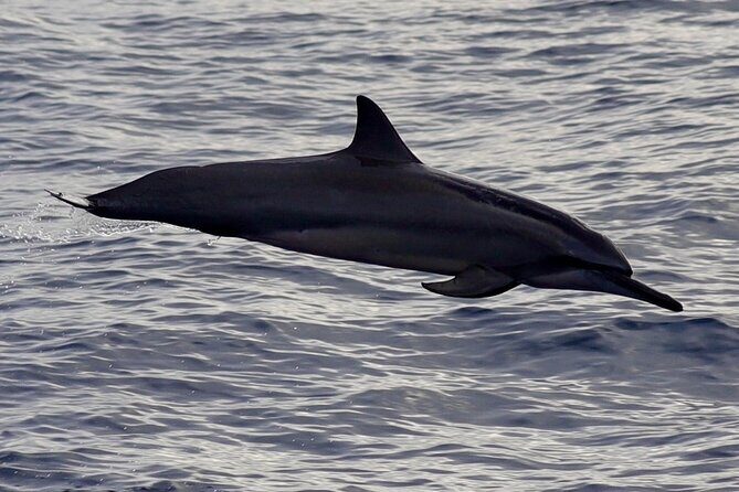 Private Whale Outing on the Tahiti Peninsula - FAQ