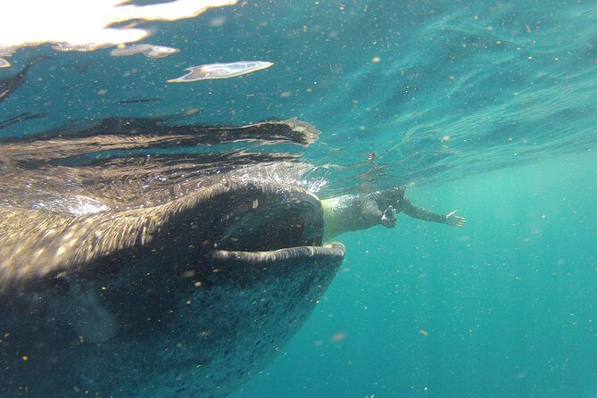Private Whale Shark All Inclusive Experience - What to Expect from the Tour