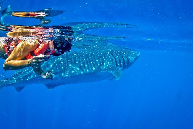 Private Whale Shark All Inclusive Experience - FAQ