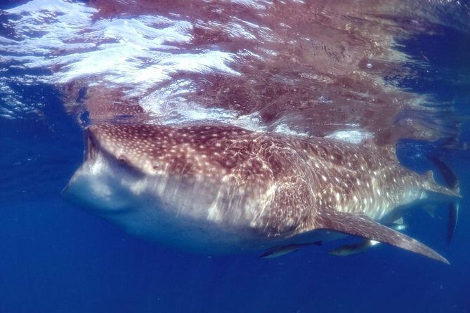 Private Whale shark Ecofriendly tour from Cancun - Key Points