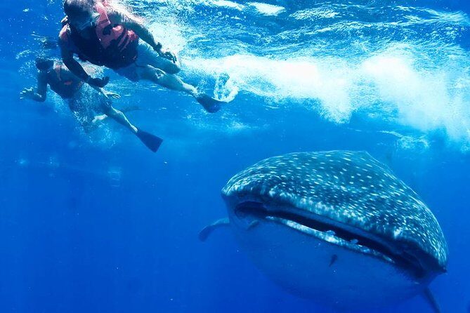 Private Whale shark Ecofriendly tour from Cancun - Why This Tour Offers Great Value