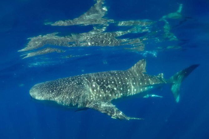 Private Whale shark Ecofriendly tour from Cancun - The Sum Up