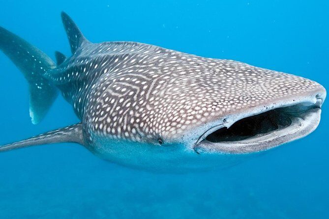Private Whale shark Ecofriendly tour from Cancun - FAQ