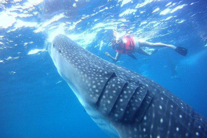 Private Whale Shark Ecofriendly Tour from Riviera Maya - The Snorkeling Experience