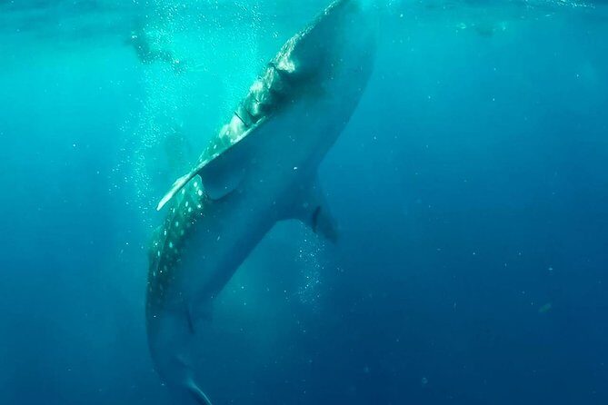 Private Whale Shark Ecofriendly Tour from Riviera Maya - Logistics and Inclusions