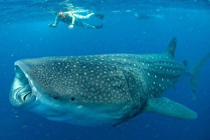 Private Whale Shark Ecofriendly Tour from Riviera Maya - Pricing and Value