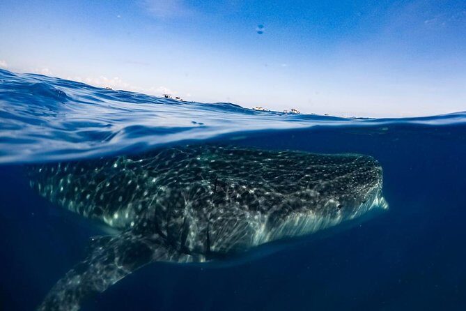 Private Whale Shark Ecofriendly Tour from Riviera Maya - Considerations