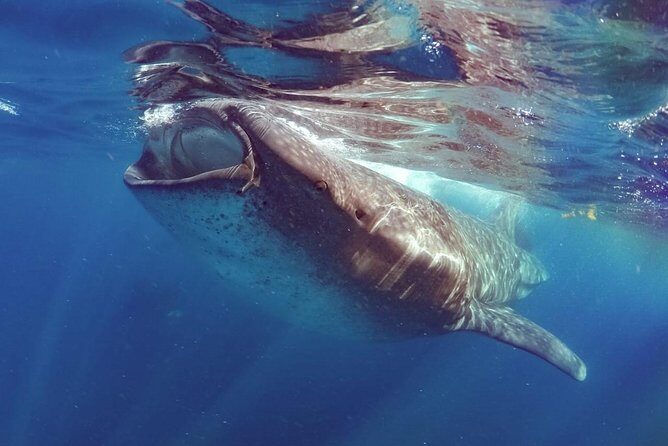 Private Whale Shark Ecofriendly Tour from Riviera Maya - Who Is This Tour Best For?