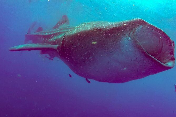 Private Whale Shark Ecofriendly Tour from Riviera Maya - The Sum Up