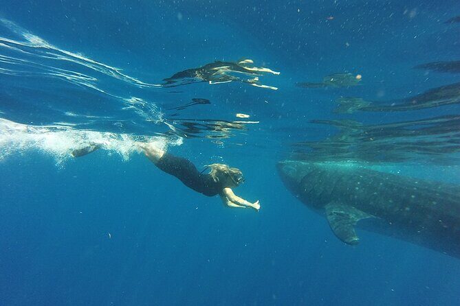 Private Whale Shark Tour from Playa del Carmen - What’s Included and What’s Not