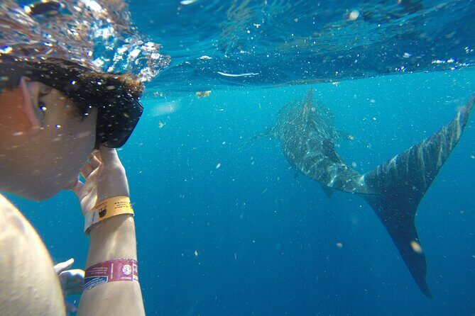 Private Whale Shark Tour from Playa del Carmen - Who Should Consider This Tour?
