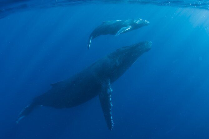 Private Whale Watch and Snorkel off Kaua'i - An In-Depth Look at the Experience