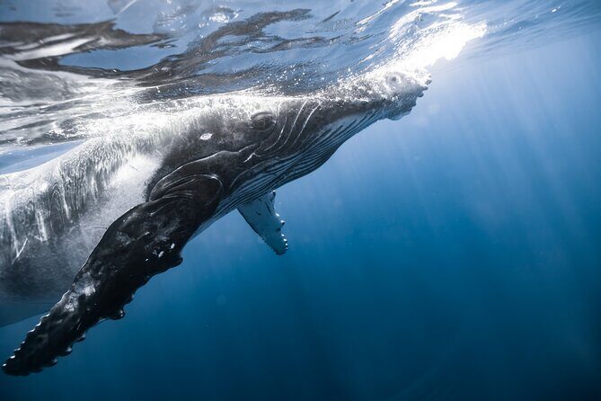 Private Whale Watching Activity - What Reviewers Say