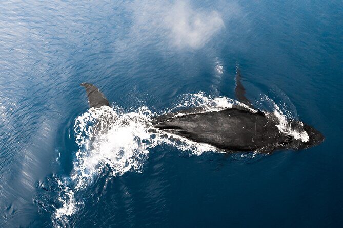 Private Whale Watching Activity - The Sum Up