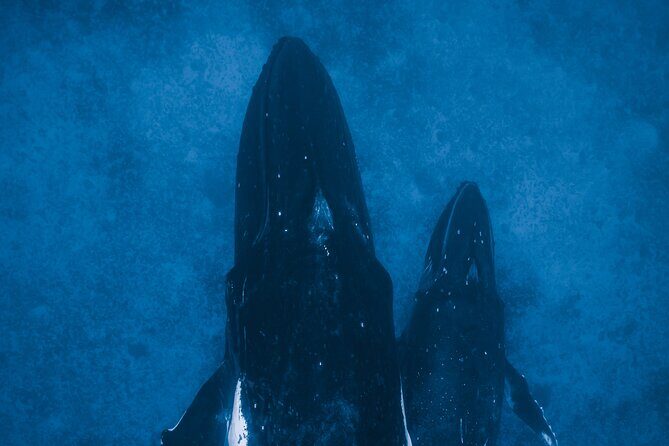Private Whale Watching Activity - FAQ