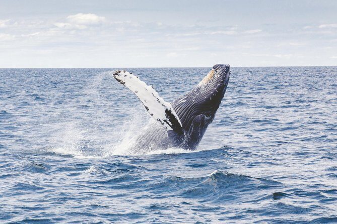 Private Whale Watching Adventure - What Past Travelers Say
