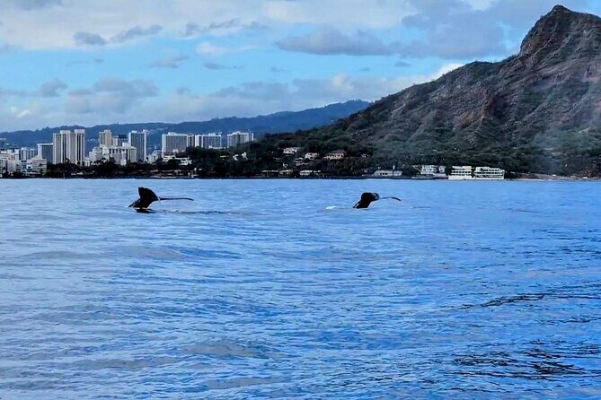 Private Whale Watching Adventure - Practical Tips for Booking and Enjoying Your Tour