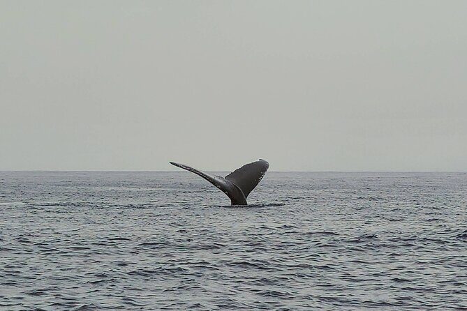 Private Whale Watching Adventure - The Sum Up