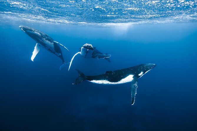 Private Whale Watching Adventure in Mo'orea - Key Points