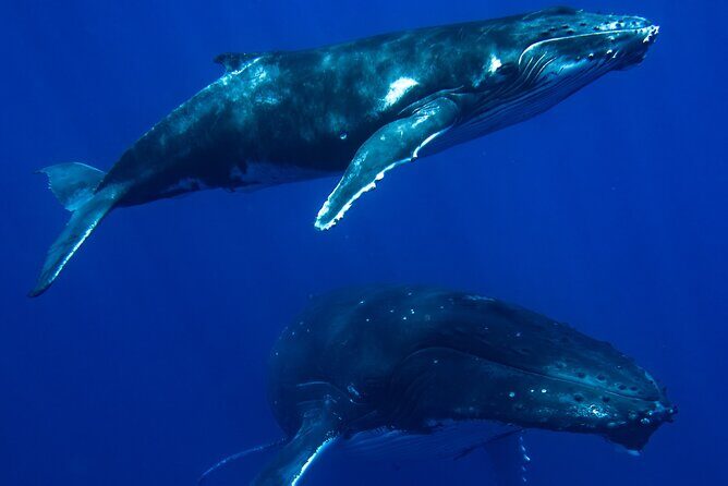 Private Whale Watching Adventure in Mo'orea - Wrapping It All Up: Is This Tour Right for You?
