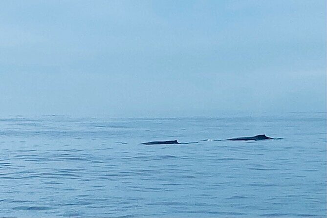 Private Whale Watching and Dolphin Excursion - A Practical Breakdown of the Experience