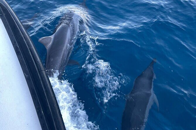 Private Whale Watching and Dolphin Excursion - Frequently Asked Questions (FAQs)