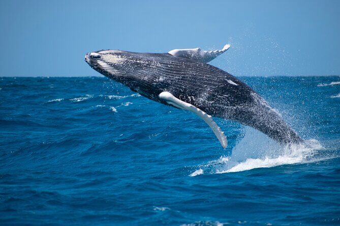 Private Whale Watching Charter (Grand Turk) - Key Points