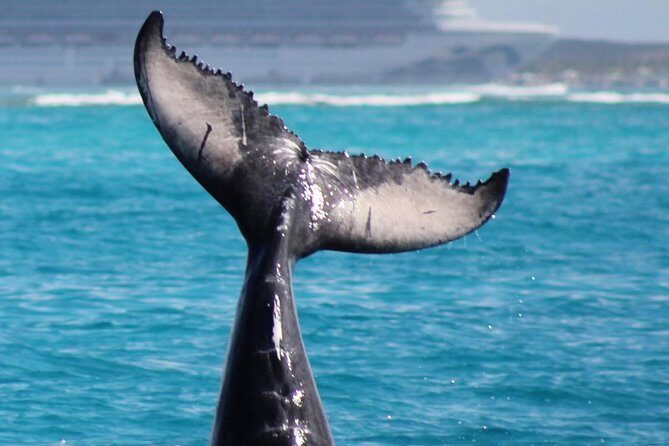 Private Whale Watching Charter (Grand Turk) - An In-Depth Look at the Whale Watching Experience