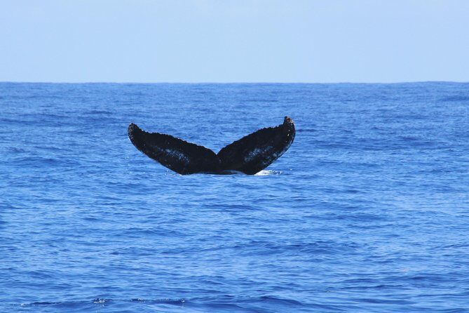 Private Whale Watching Charter (Grand Turk) - The Sum Up: Why Choose This Whale Watching Tour?