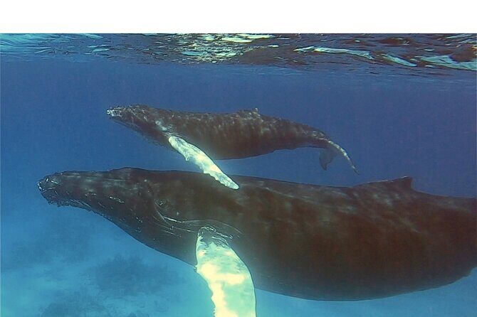 Private Whale Watching Charter (Grand Turk) - Frequently Asked Questions