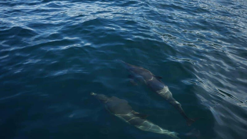 Private whale watching in mazatlan - FAQs