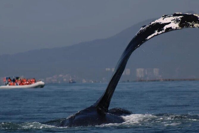 Private whale watching in Puerto Vallarta for 3 Hours - Exploring the Private Whale Watching Tour in Puerto Vallarta: A Practical Guide