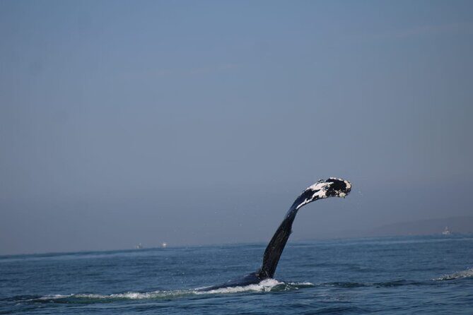 Private whale watching in Puerto Vallarta for 3 Hours - The Experience: What Youll Actually Do