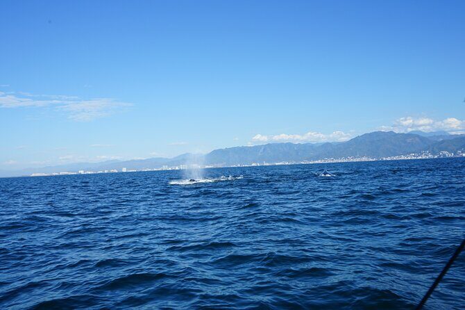 Private whale watching in Puerto Vallarta for 3 Hours - Booking and Practical Tips