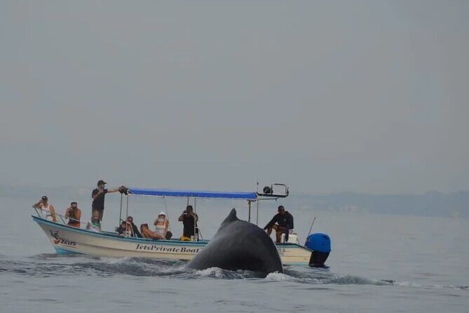 Private whale watching in Puerto Vallarta for 3 Hours - Authentic Feedback from Travelers