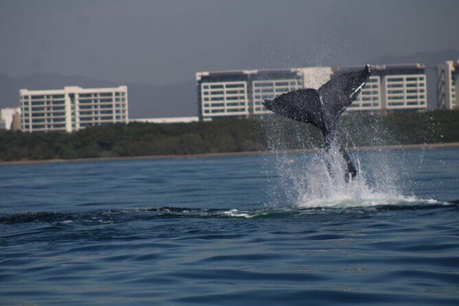 Private whale watching in Puerto Vallarta for 3 Hours - Final Thoughts: Is It Worth It?