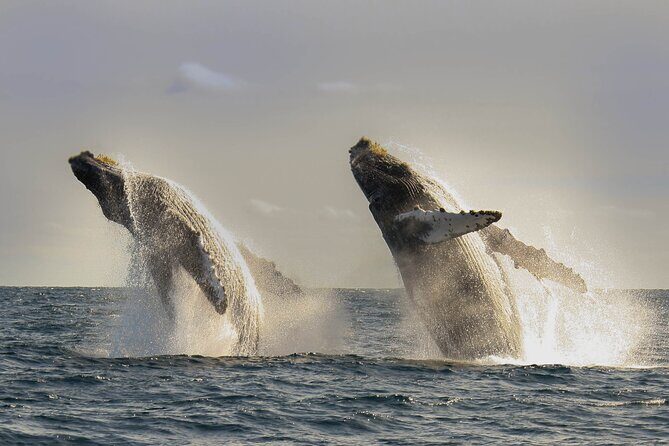 Private Whale Watching in San José del Cabo - A Closer Look at the Experience