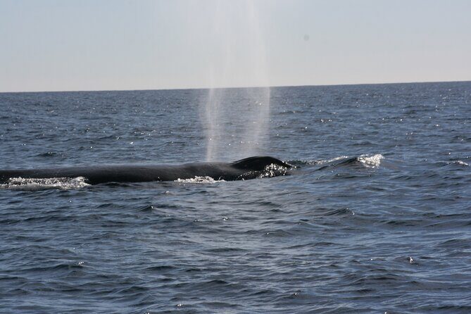 Private Whale Watching in San José del Cabo - Final Thoughts