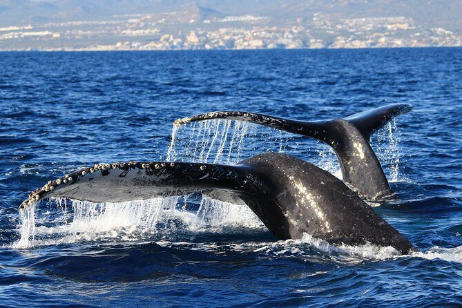 Private Whale Watching in San José del Cabo - FAQ